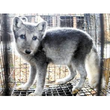 大同县世通皮毛动物养殖场-厂家推荐蓝狐——想买优质蓝狐，就到世通皮毛动物养殖场